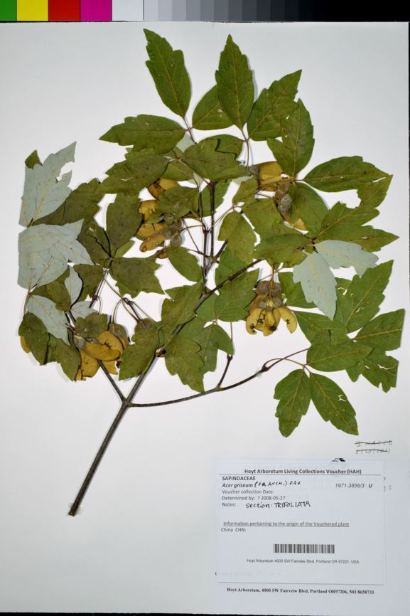 Acer griseum - Chinese Paperbark Maple