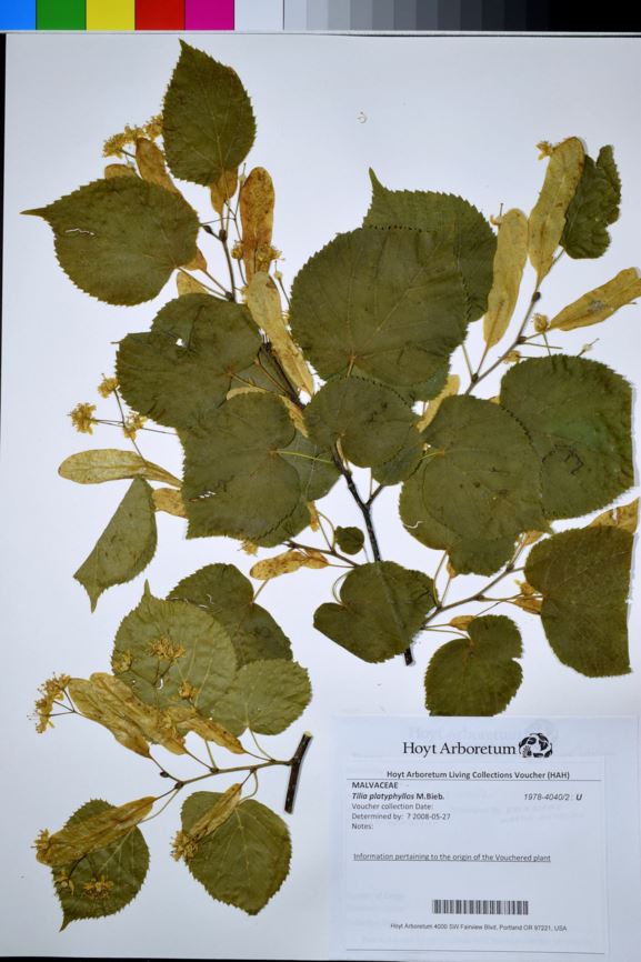 Tilia platyphyllos - large-leaved lime