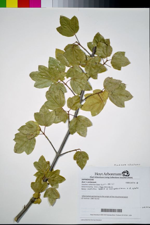 Acer × coriaceum
