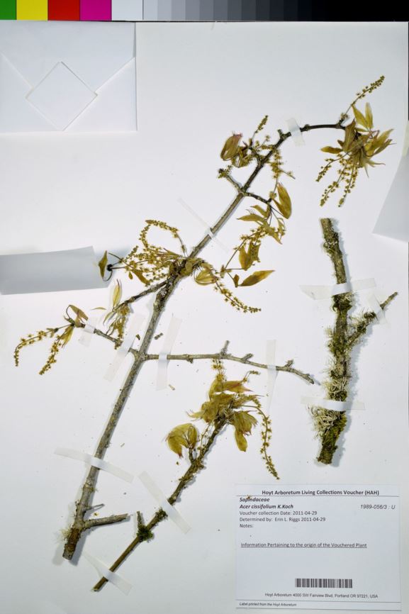 Acer cissifolium - ash-leaved maple