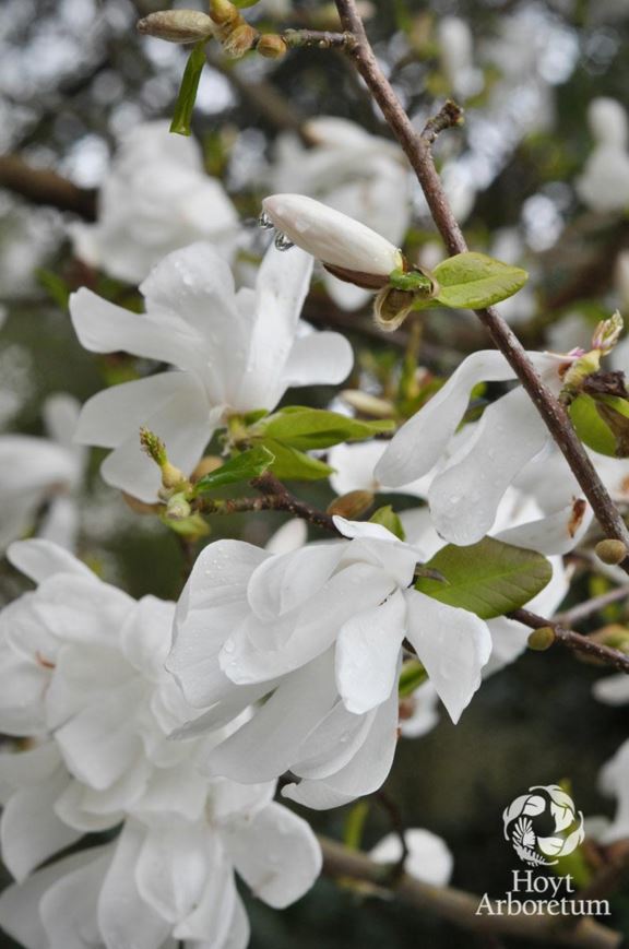 Magnolia × loebneri 'Dr. Merrill' - White Loebner Magnolia