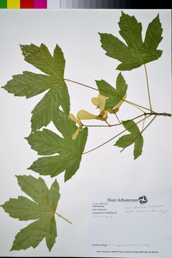 Acer heldreichii - Greek Maple