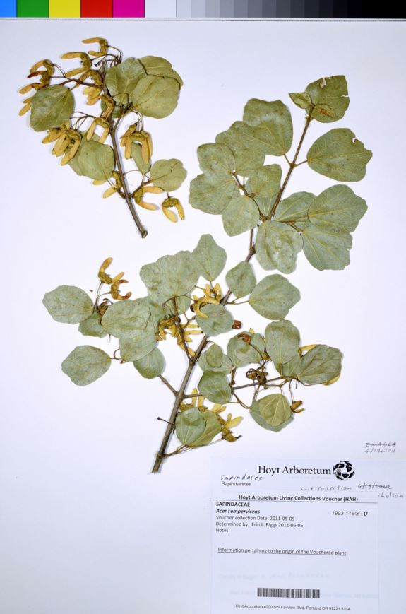 Acer sempervirens - Cretan Maple