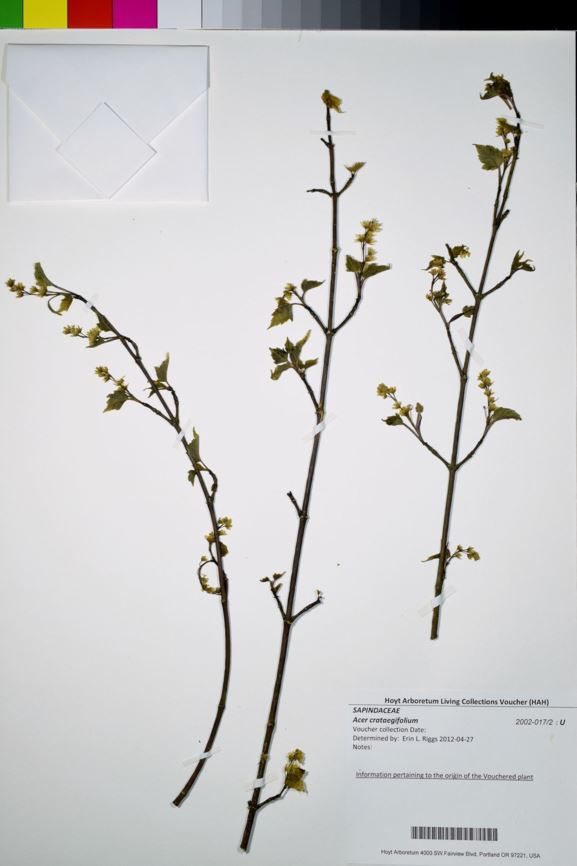 Acer crataegifolium - Hawthorn Maple