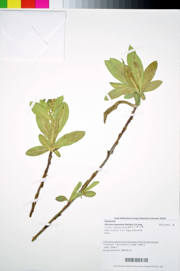 Sibiraea angustata