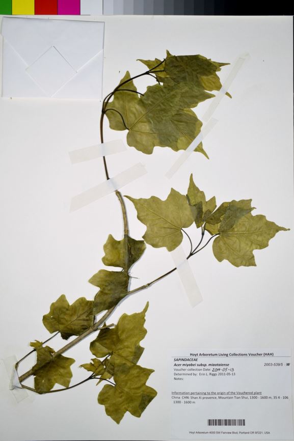 Acer miyabei subsp. miaotaiense