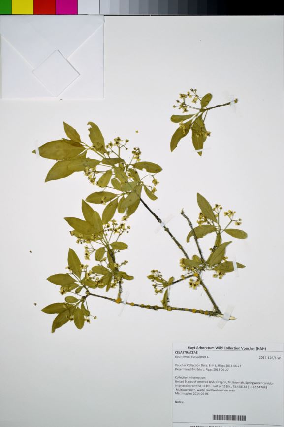 Euonymus europaeus - European spindletree, spindletree