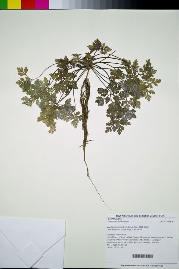 Geranium robertianum - Robert's geranium
