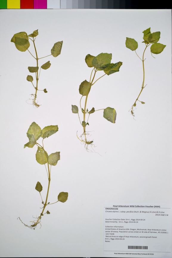 Circaea alpina subsp. pacifica