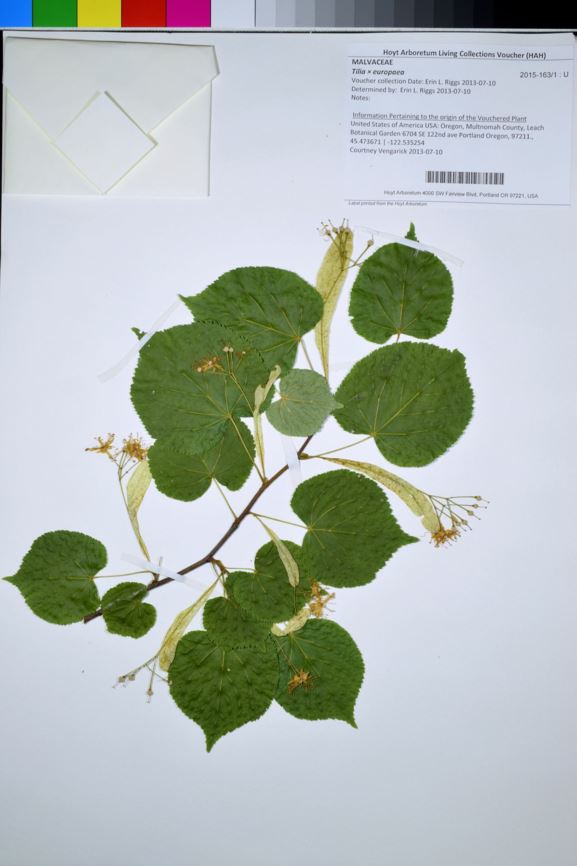 Tilia × europaea - European linden, common linden