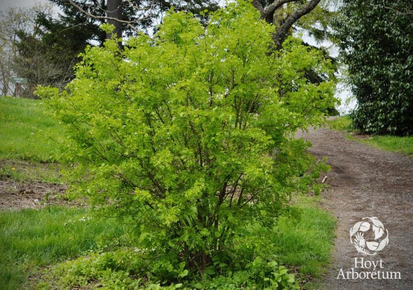 Caragana arborescens - Siberian pea-tree
