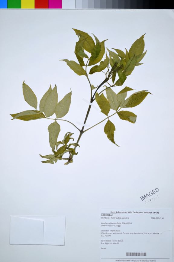 Sambucus nigra subsp. cerulea - blue elder, blue elderberry, elderberry