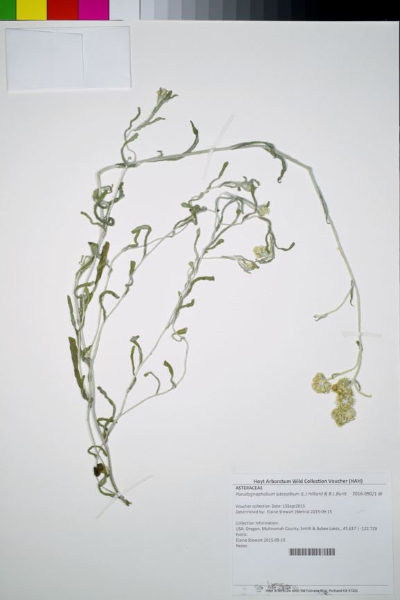 Pseudognaphalium luteoalbum - Jersey cudweed, winged cudweed