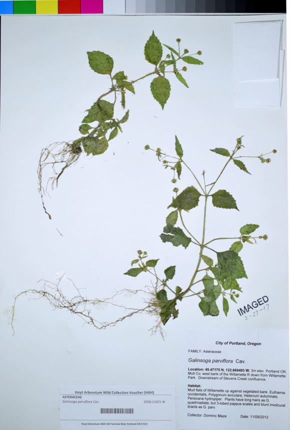 Galinsoga parviflora - gallant soldier, gallant-soldier, gallantsoldier, littleflower quickweed, small-flower galinsoga