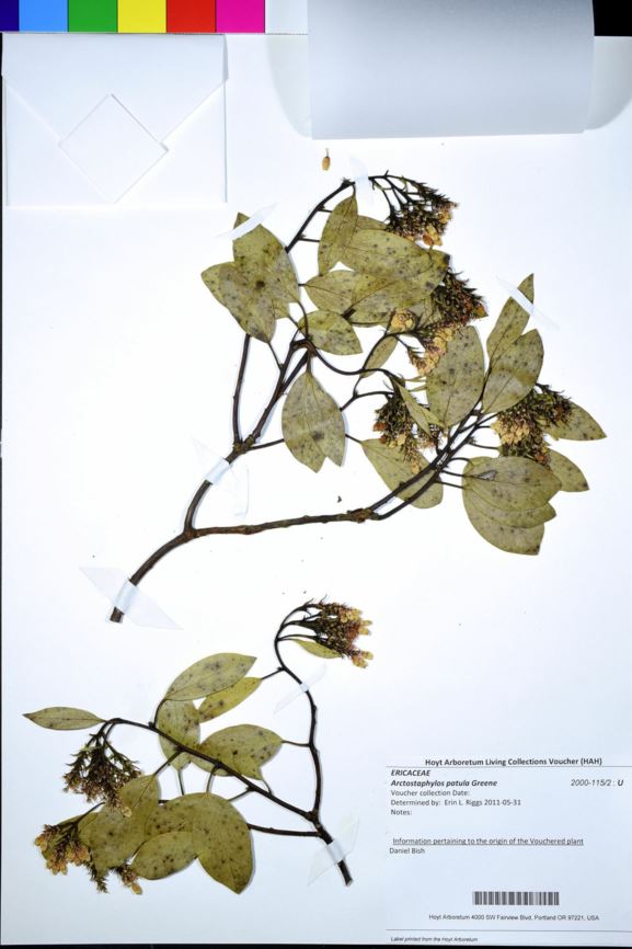 Arctostaphylos patula - Green Manzanita