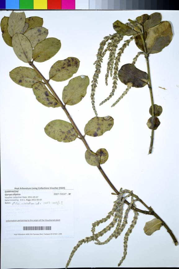Garrya elliptica - silk tassel bush, wavyleaf silktassel