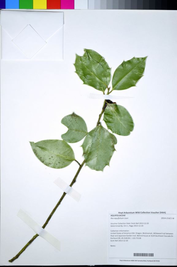 Ilex aquifolium - English Holly