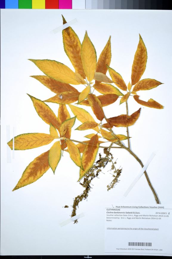 Clethra barbinervis - Japanese clethra
