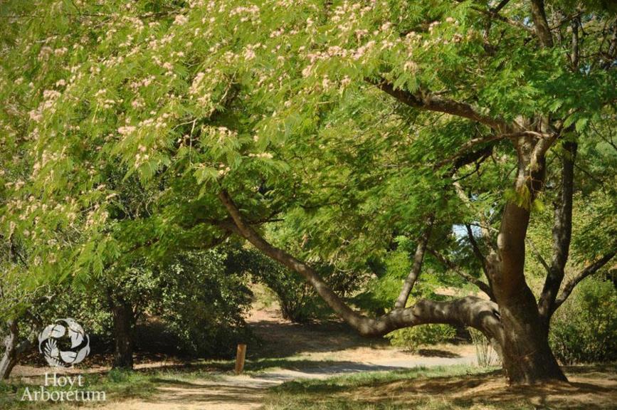 Albizia julibrissin var. rosea - Hardy Silk Tree