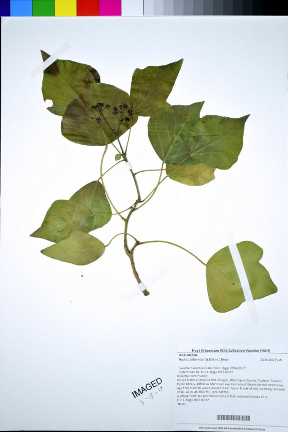 Hedera hibernica - Irish ivy