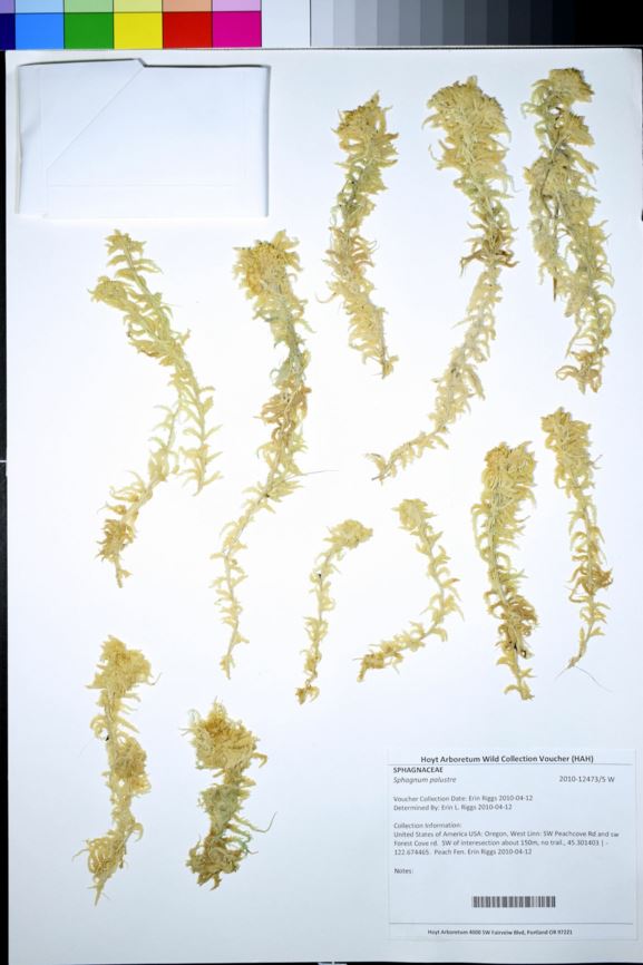 Sphagnum palustre