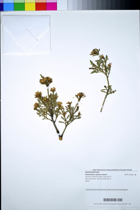 Phyllocladus alpinus - alpine celery tree
