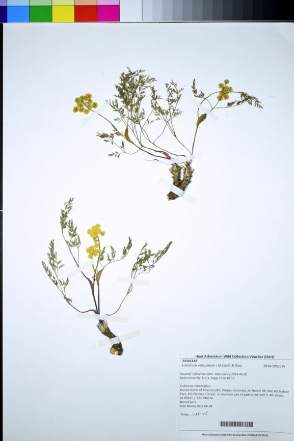 Lomatium utriculatum - common lomatium