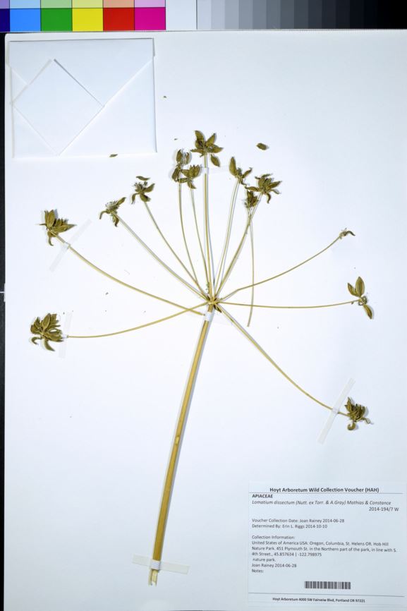 Lomatium dissectum - fern-leaf desert parsley