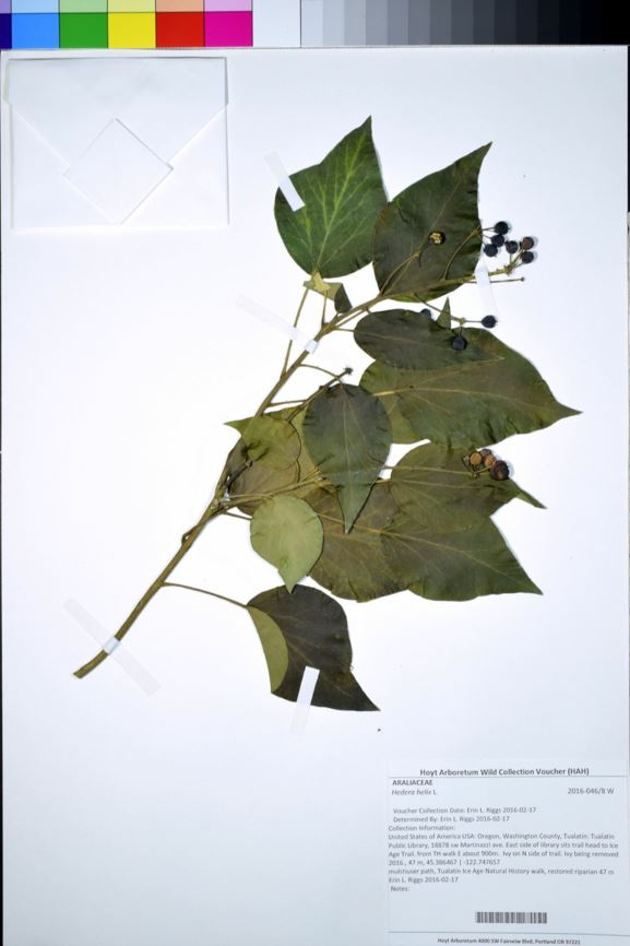 Hedera helix - English ivy