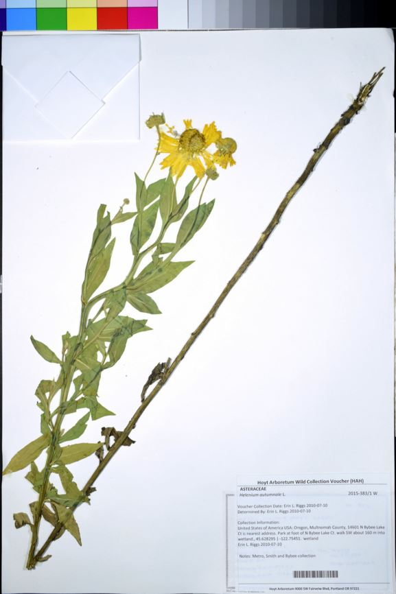 Helenium autumnale - sneezeweed