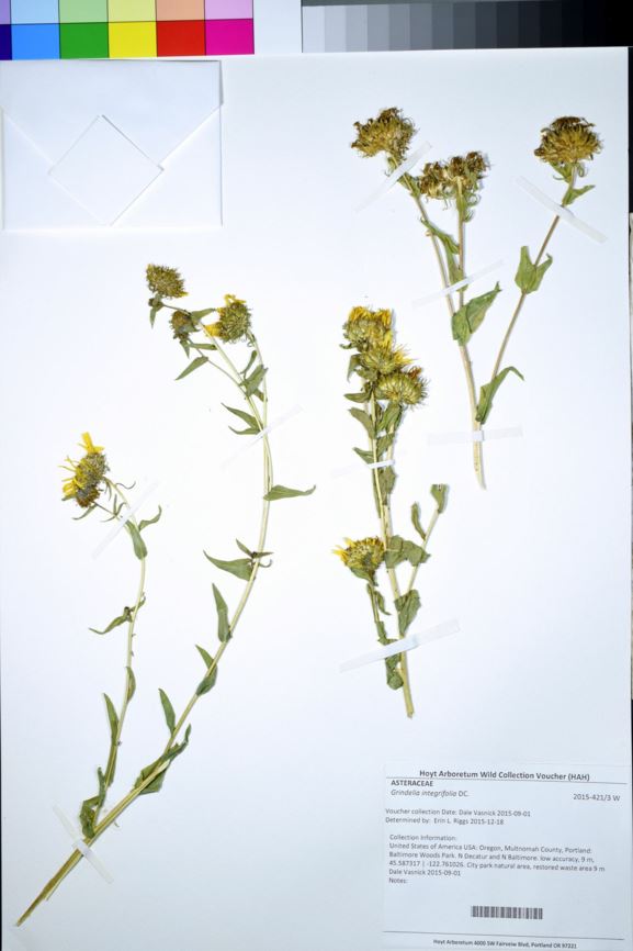 Grindelia integrifolia - Puget Sound gum weed