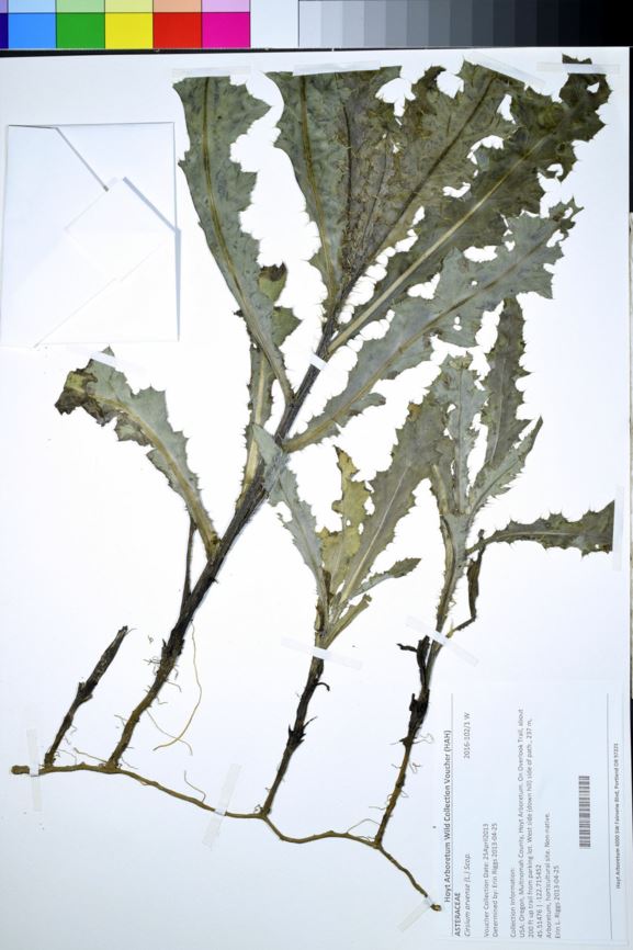 Cirsium arvense - Californian thistle, Canada thistle, Canadian thistle, creeping thistle, field thistle