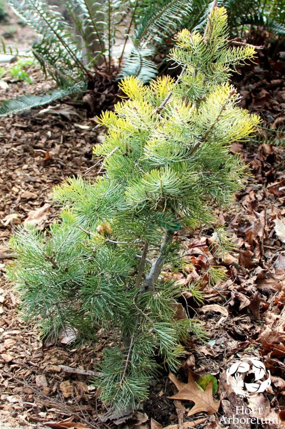 Abies concolor 'Winter Gold' - wintergold white fir