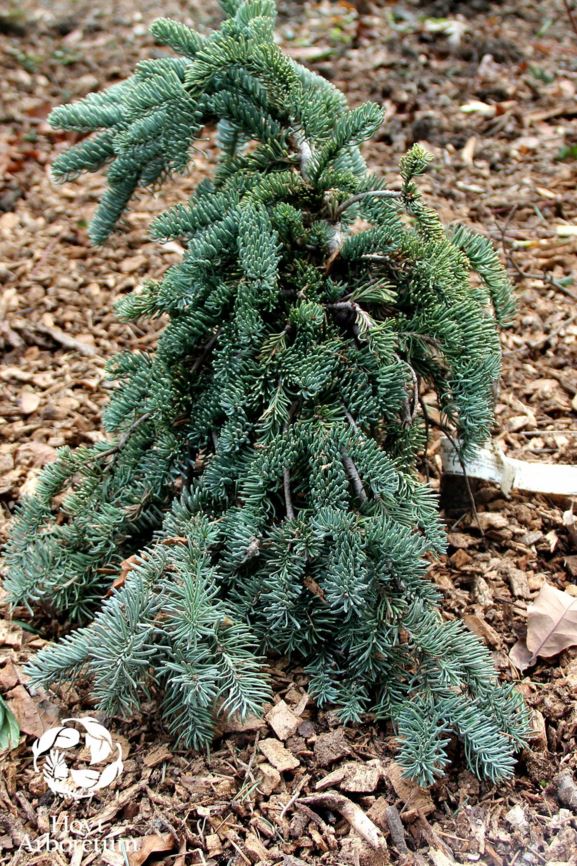 Abies procera 'Del Bar Cascade' | Hoyt Arboretum, Portland, Oregon, USA