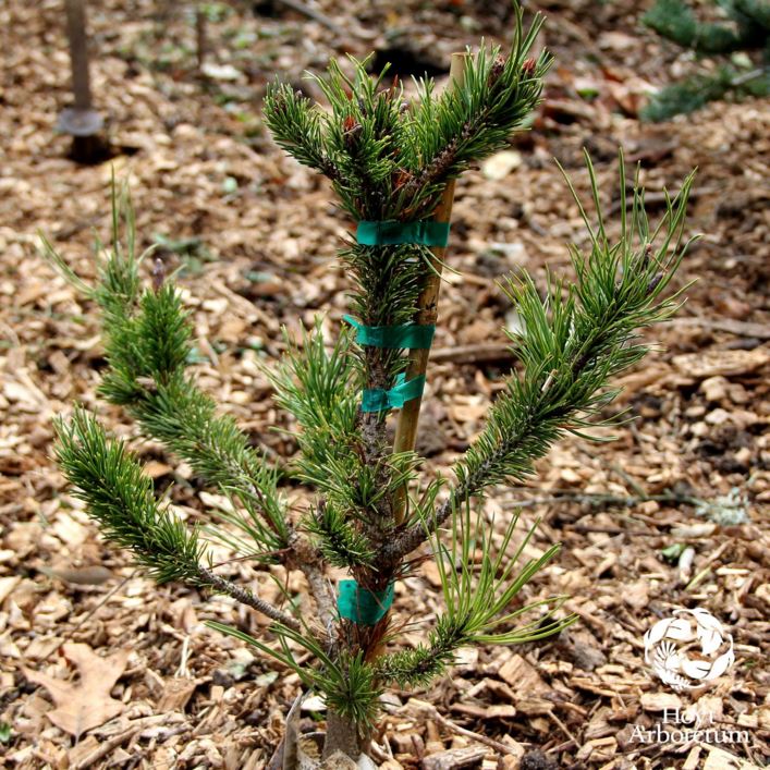 Pinus contorta 'Spaan's Dwarf'