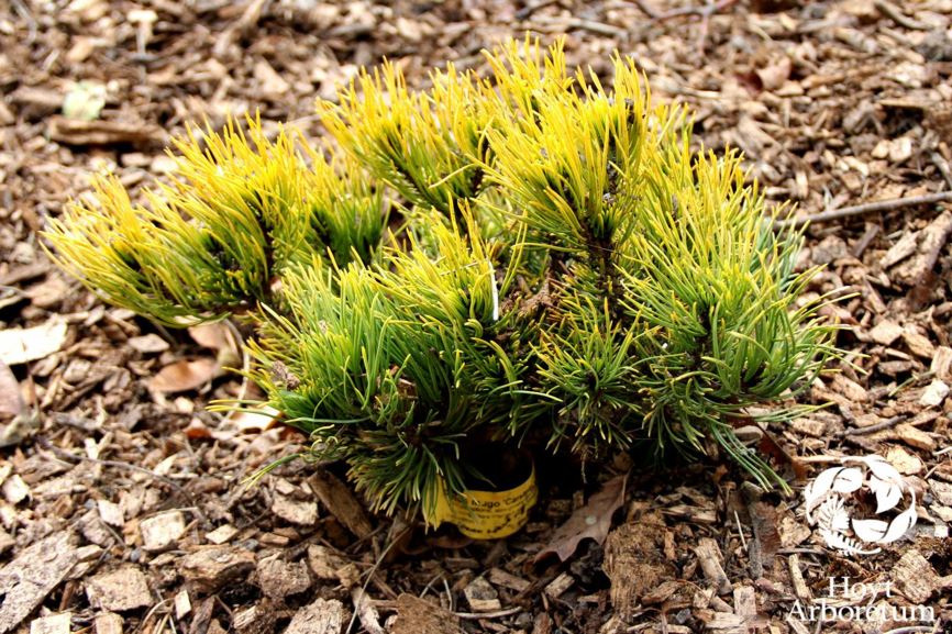 Pinus mugo 'Carstens'