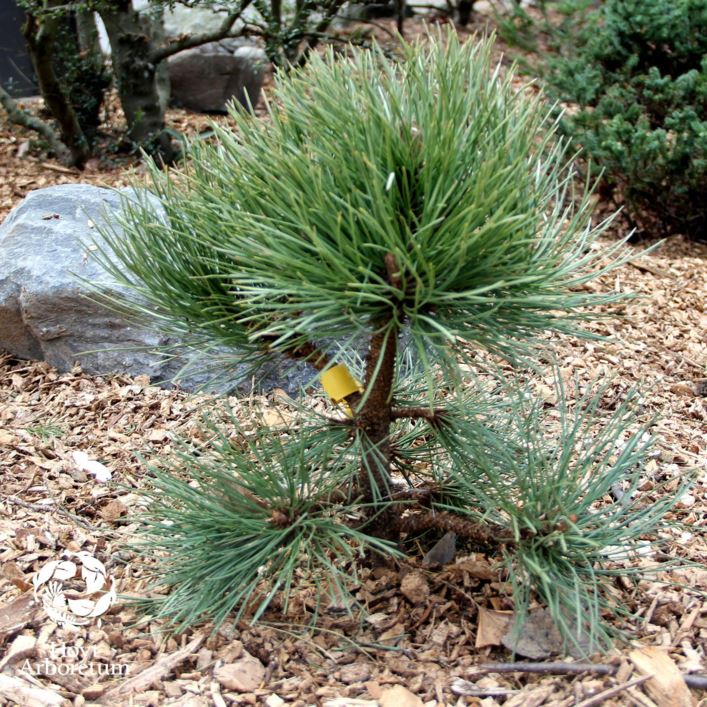 Pinus ponderosa 'The Sphinx'