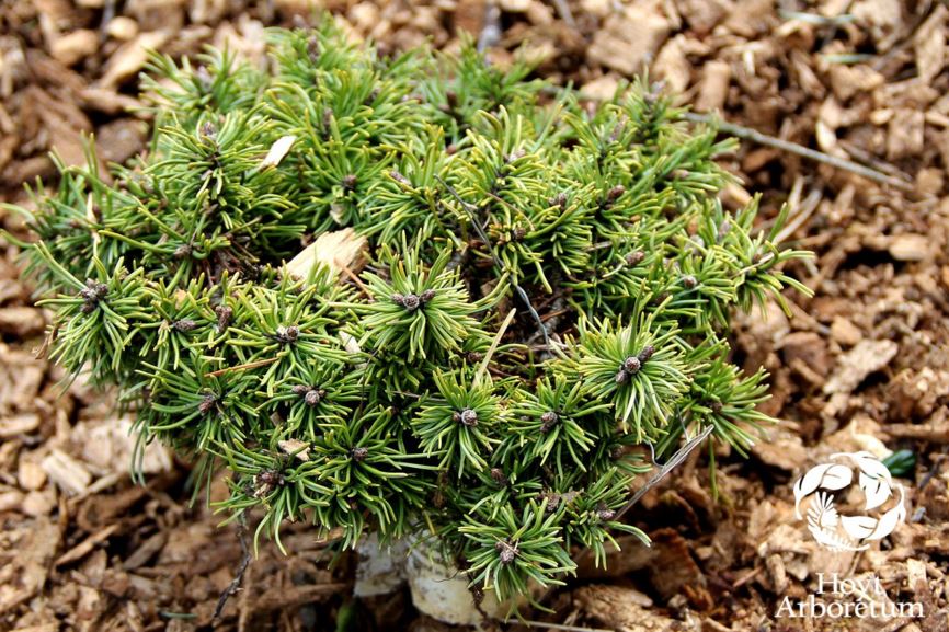 Pinus uncinata 'Paradekissen'