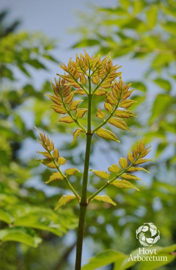 Aralia spinosa Devil's Walking Stick, devils walkingstick