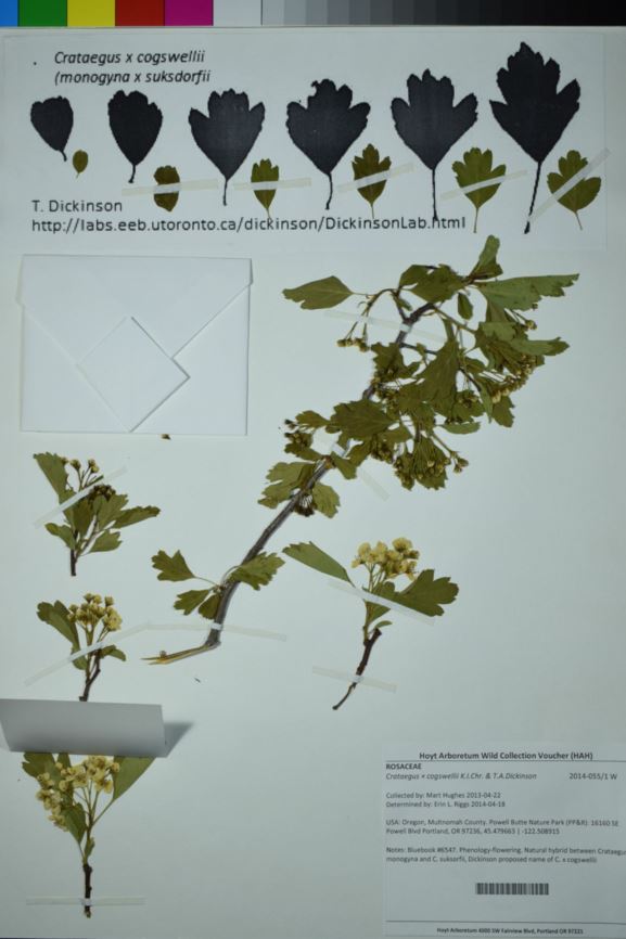 Crataegus × cogswellii