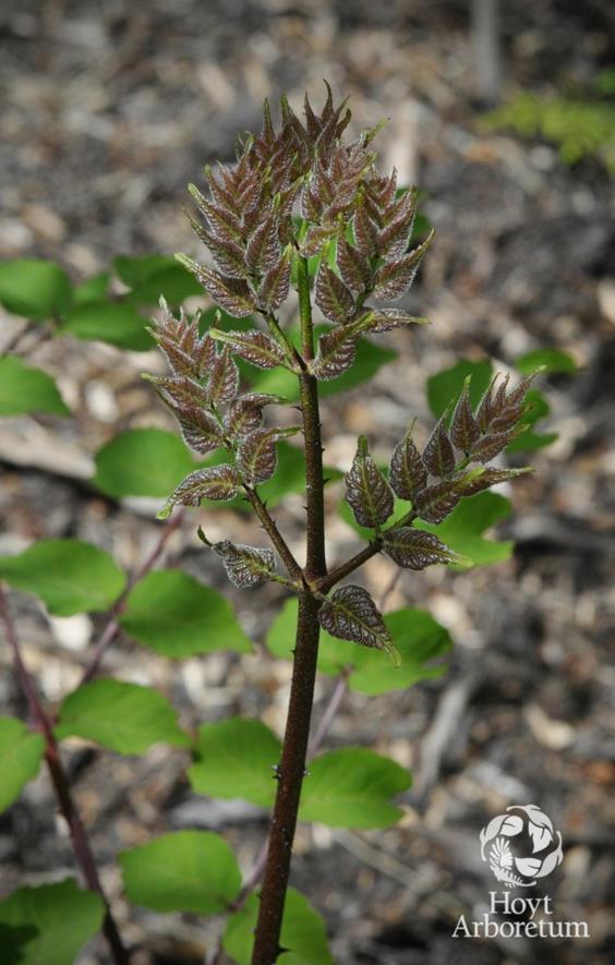 Aralia spinosa Devil's Walking Stick, devils walkingstick