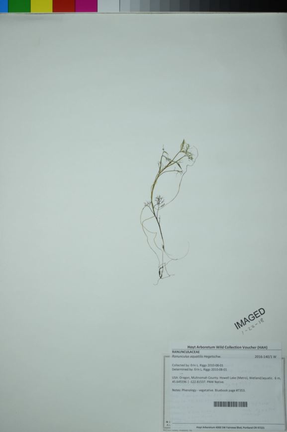 Ranunculus aquatilis - water buttercup, white water crowfoot, whitewater crowfoot