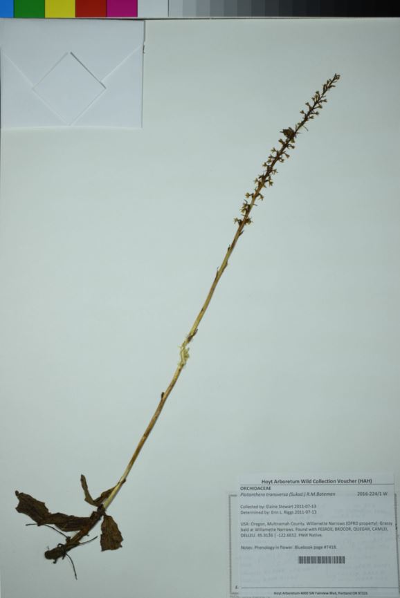 Platanthera transversa - flat-spurred piperia, Suksdorf's piperia