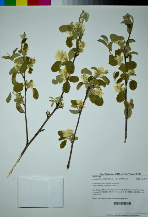 Amelanchier alnifolia - juneberry, Pacific serviceberry, western serviceberry, western shadbush, Saskatoon serviceberry