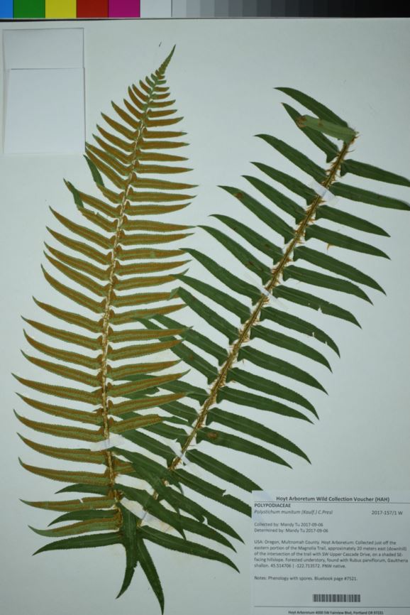 Polystichum munitum - sword fern, western swordfern