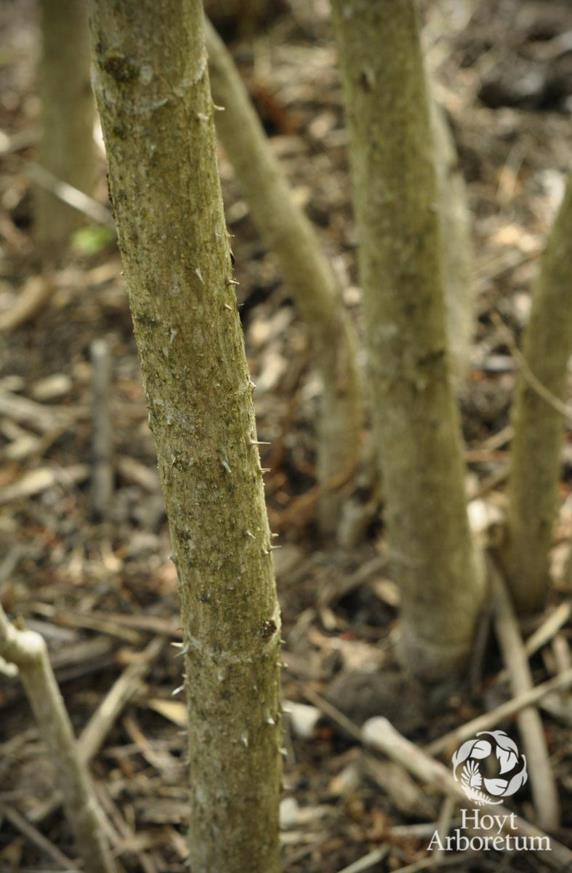 Aralia spinosa Devil's Walking Stick, devils walkingstick