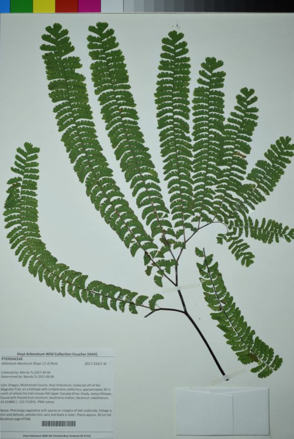 Adiantum aleuticum - Aleutian maidenhair, Aleutian maidenhair-fern, adiante des aléoutiennes, five-finger fern