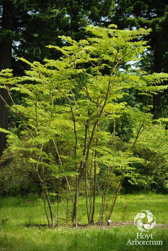 Aralia spinosa Devil's Walking Stick, devils walkingstick