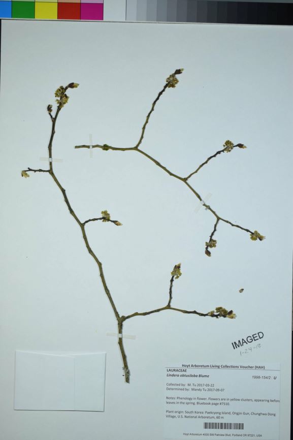 Lindera obtusiloba - Japanese Spice Tree