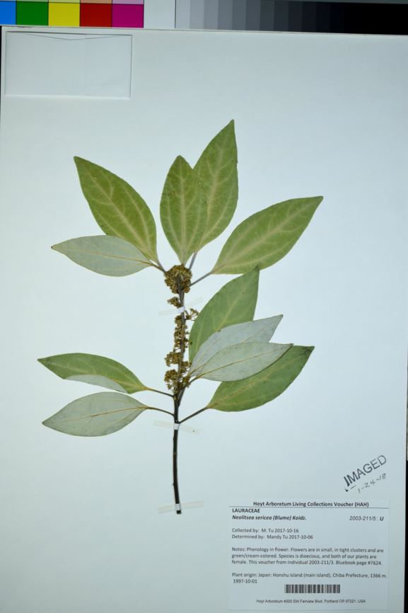 Neolitsea sericea - Buddhaism tree